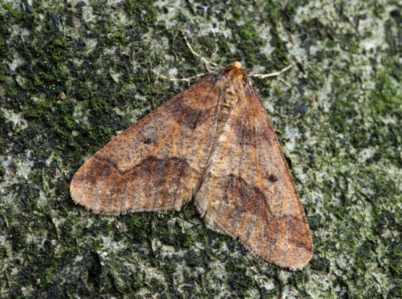 maryvanderes's tweet photo. #Dag19 #Meimotten

#Grote_wintervlinder #Erannis_defoliaria #Mottled_Umber boven)
 en/of
#Kleine_wintervlinder #Operophtera_brumata
#Winter_Moth (onder) https://t.co/T65vF4fpZL