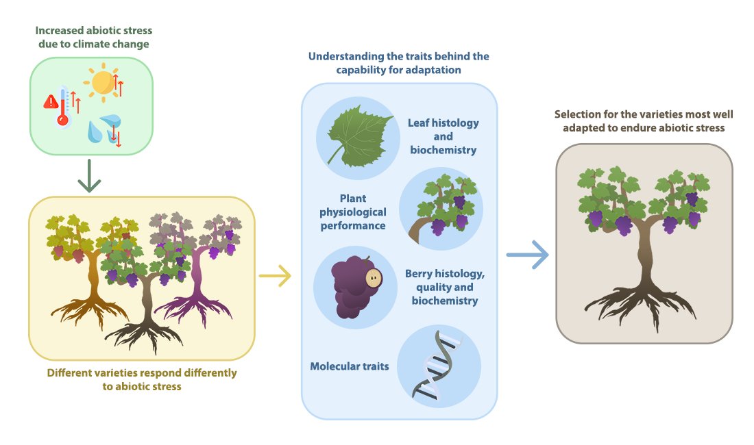 Plants_MDPI's tweet image. 🍇 Editor's Choice &amp;amp; Feature Paper — grapevine genetic diversity may be viticulture's best climate adaptation tool.

A review on varietal selection for a warming wine world.

🔗 Read more: brnw.ch/21x235n

#Viticulture #ClimateChange #VarietalSelection