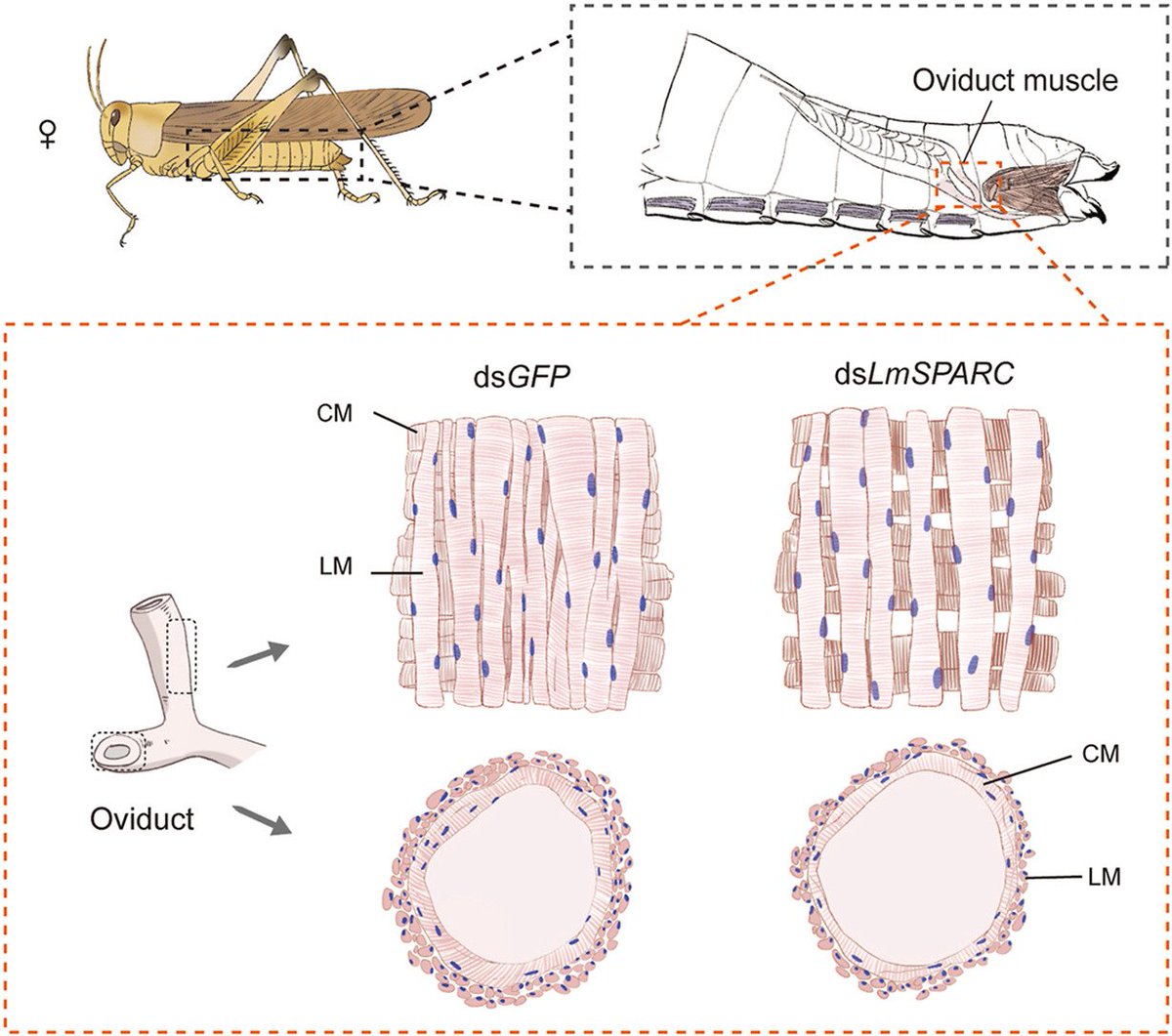babarhussaincha's tweet photo. Alhamdulillah! 🦗 Our new paper in Insect Biochemistry &amp; Molecular Biology shows that LmSPARC maintains oviduct muscle structure &amp; mechanics for egg-laying in migratory locusts.
🔗https://t.co/KDDEAxo1ou 
Grateful to team &amp; mentors. Big step for #locustcontrol! 🙌 #Entomology https://t.co/jnSNFoIXVP
