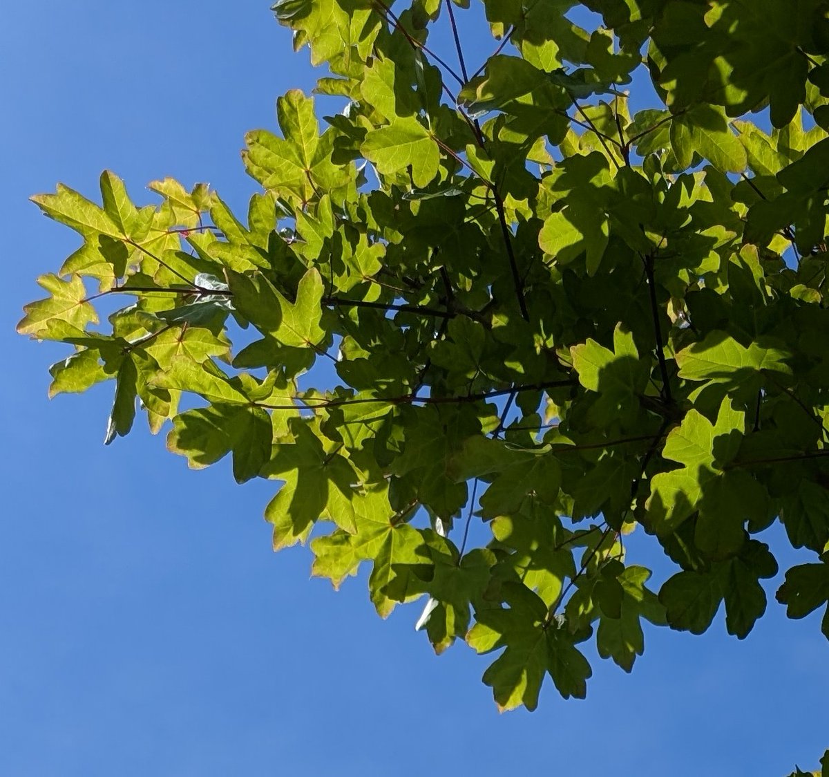 LewesArboretum's tweet image. Weeding and mulching the seven #trees we planted along Offham Road, #Lewes, in 2023 - Field Maple, Elm and Cockspurthorn.