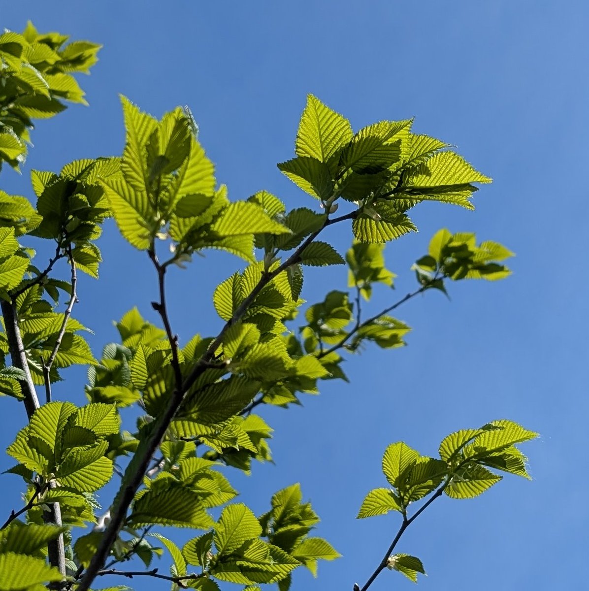 LewesArboretum's tweet image. Weeding and mulching the seven #trees we planted along Offham Road, #Lewes, in 2023 - Field Maple, Elm and Cockspurthorn.
