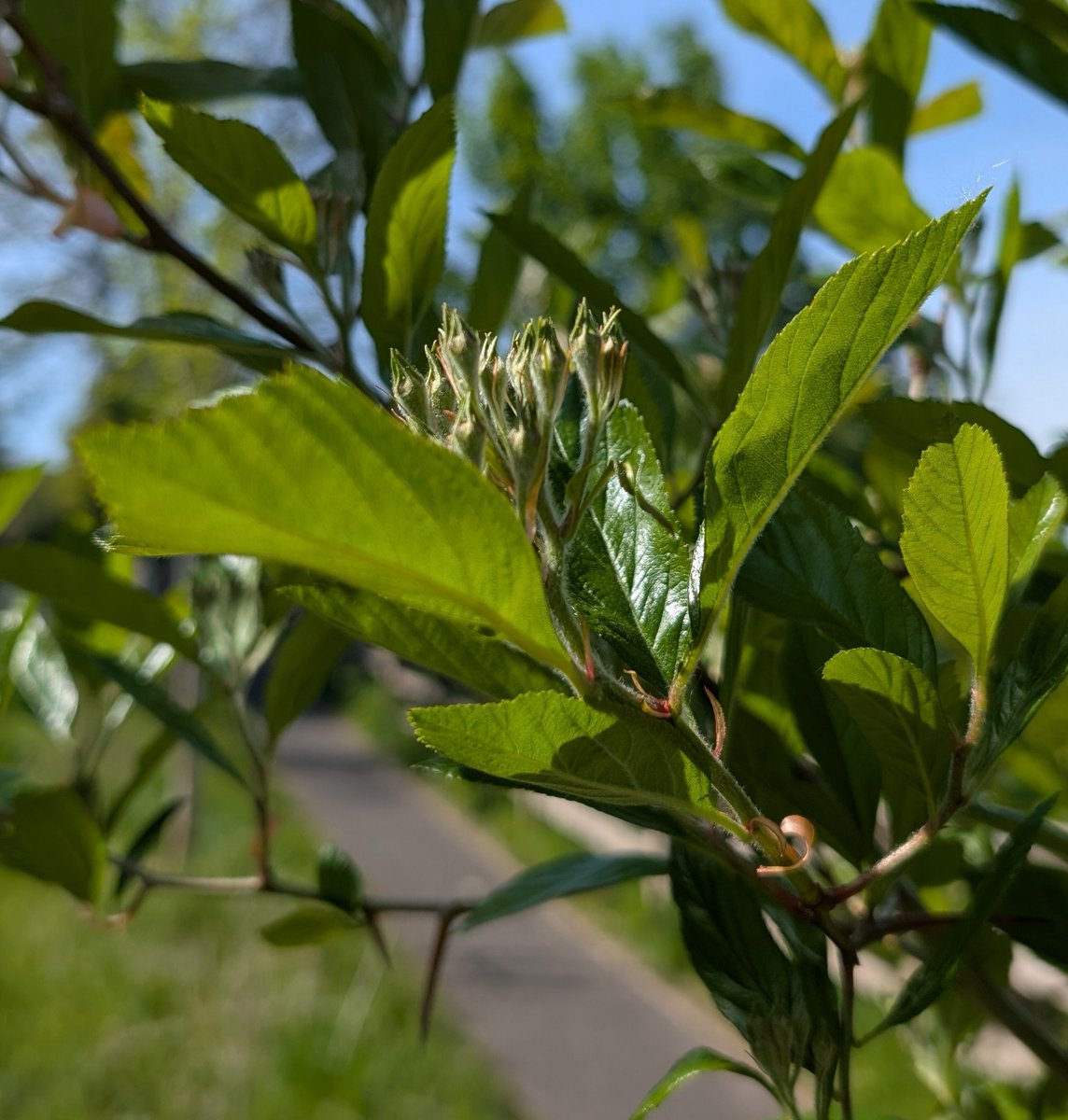 LewesArboretum's tweet image. Weeding and mulching the seven #trees we planted along Offham Road, #Lewes, in 2023 - Field Maple, Elm and Cockspurthorn.