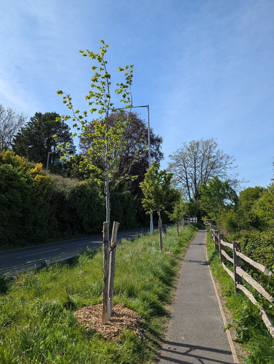 LewesArboretum's tweet image. Weeding and mulching the seven #trees we planted along Offham Road, #Lewes, in 2023 - Field Maple, Elm and Cockspurthorn.