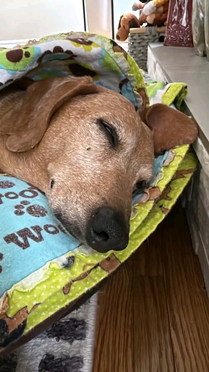 Dachshund Lovers Club tweet media