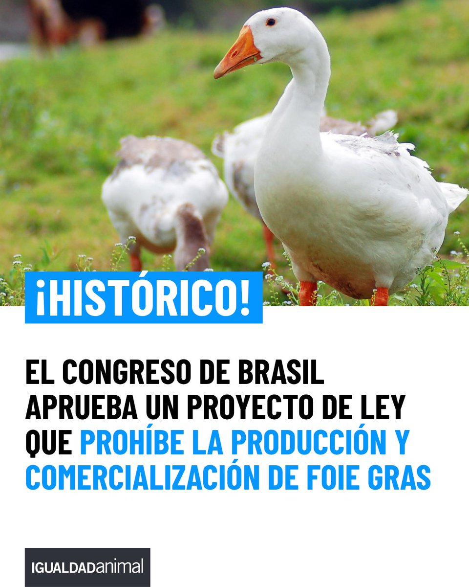 Igualdad Animal tweet media