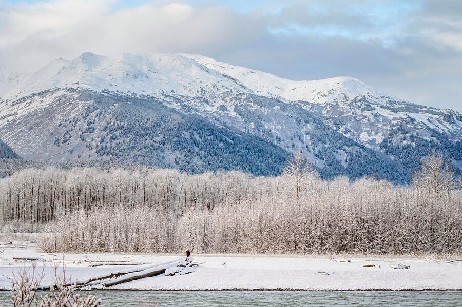 joancarroll's tweet photo. Snowy Alaskan Landscape! https://t.co/UZtLhCkZzG #alaska #haines #mountains #landscape #river #chilkat #winter #snowy #landscapephotography #Travel #travelphotography #giftideas @joancarroll https://t.co/ATorgGUxqX