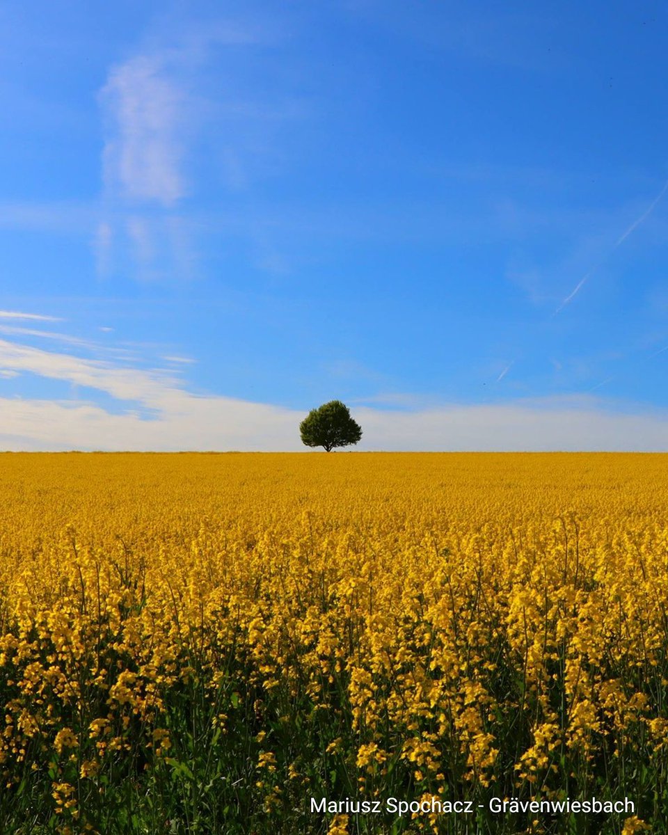 WetterOnline's tweet photo. Einfach nur Frühling pur 🌼💛
Dieses leuchtende Rapsfeld und der einzelne Baum mittendrin – mehr braucht’s manchmal gar nicht für einen perfekten Moment. 😍

#Rapsfeld #Raps #Frühling #Naturmoment https://t.co/tdwTvGPkmV