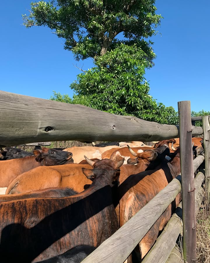 Abdikadir tweet media