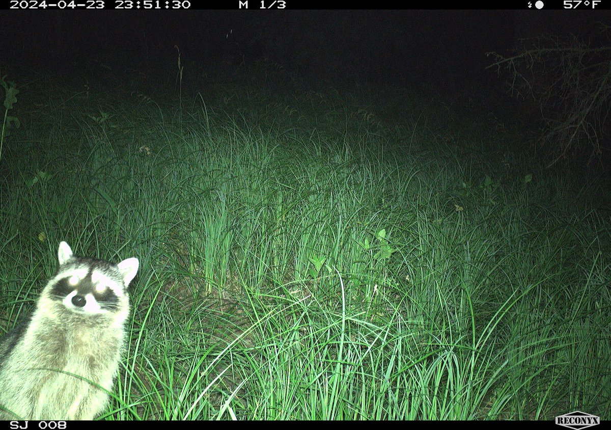trailcam (@trail_cams) on Twitter photo 
