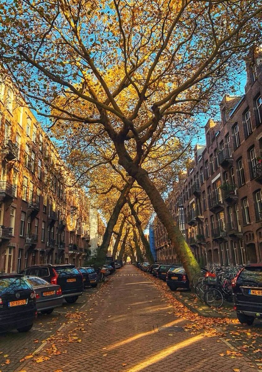 arboles_magicos's tweet image. Cada vez que un técnico, un concejal o un arquitecto me suelta que "no se pueden poner árboles grandes en calles estrechas", me dan ganas de imprimir una foto de Lomanstraat y empapelarle el despacho.
Porque lo que no cabe no es el árbol.
 Lo que no cabe es la mediocridad.
En