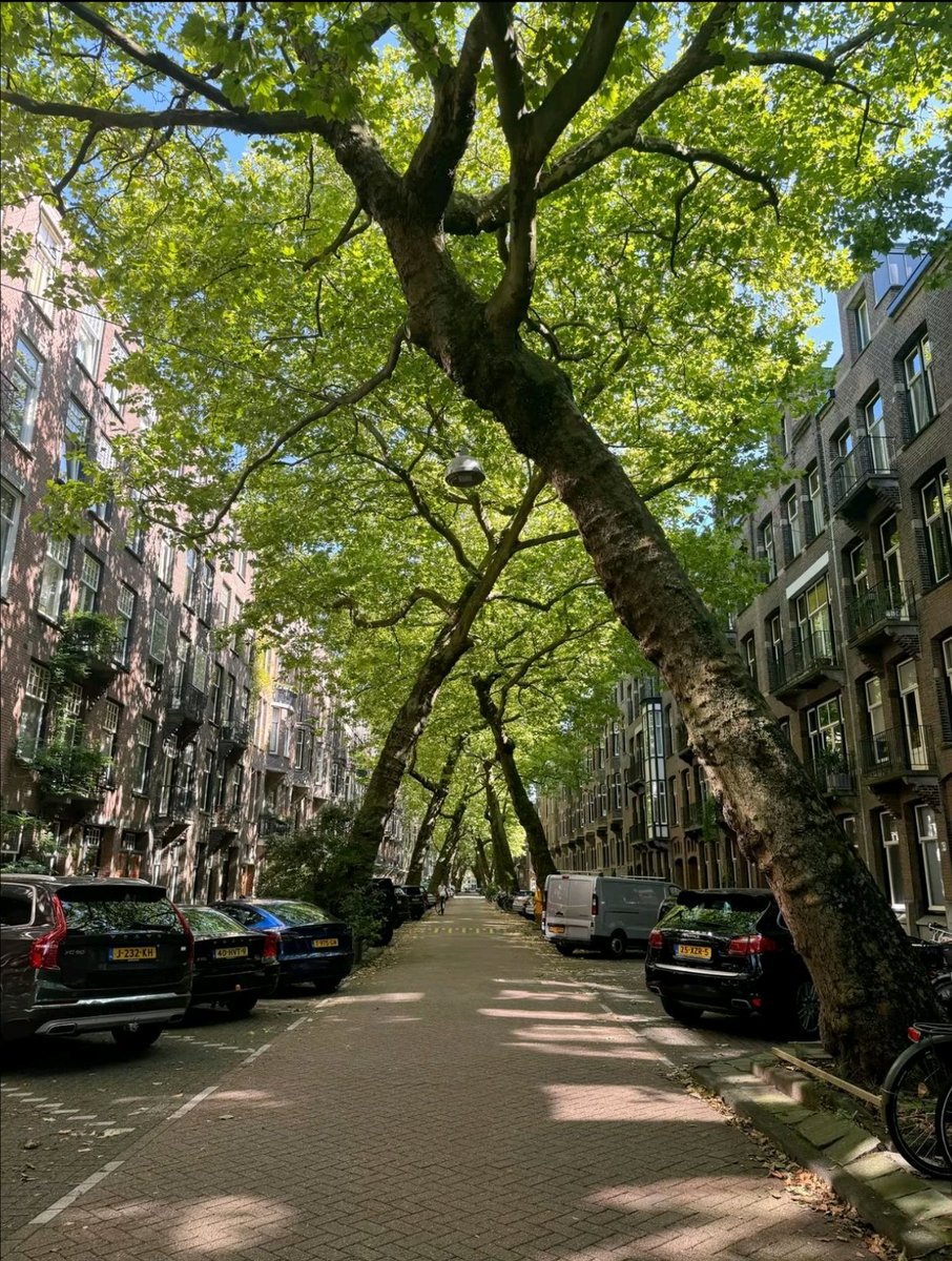 arboles_magicos's tweet image. Cada vez que un técnico, un concejal o un arquitecto me suelta que "no se pueden poner árboles grandes en calles estrechas", me dan ganas de imprimir una foto de Lomanstraat y empapelarle el despacho.
Porque lo que no cabe no es el árbol.
 Lo que no cabe es la mediocridad.
En