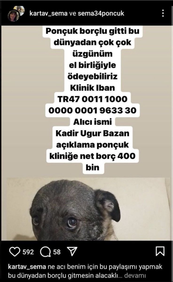 Başıboş Köpek Tehlikesi tweet media