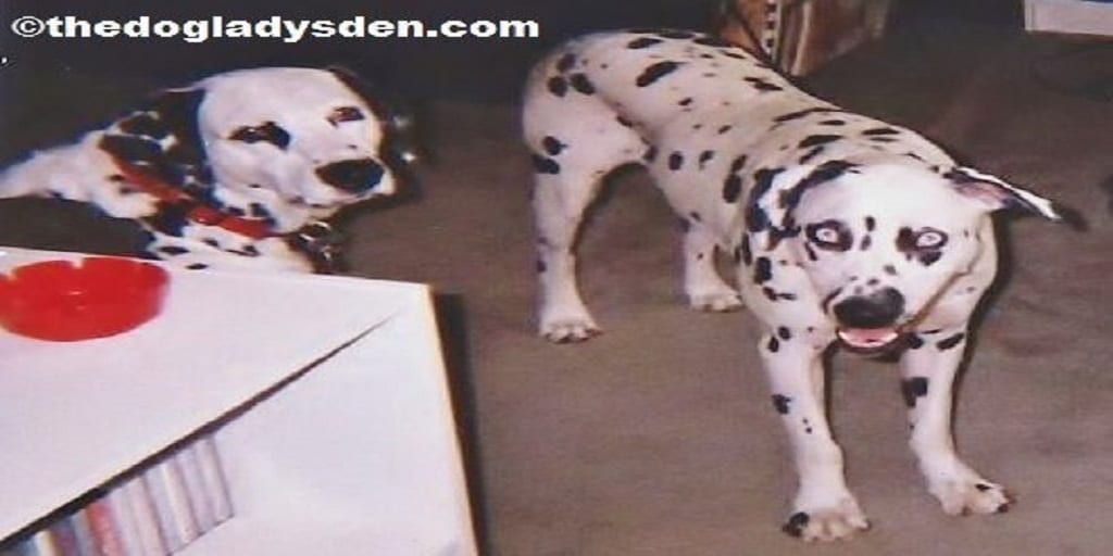 DebbieDoglady's tweet image. LETTER D is for DALMATIAN |  #AtoZChallenge #ReviveOldPost #FromTheArchives of @DebbieDoglady wp.me/p34zBB-5CC #dogladysden
