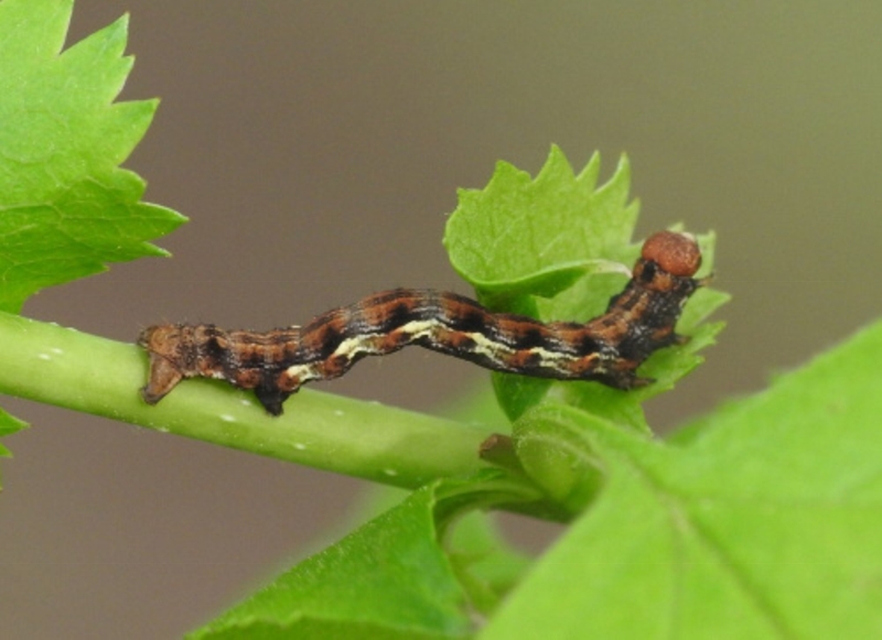 maryvanderes's tweet photo. #Dag19 #Meimotten

#Grote_wintervlinder #Erannis_defoliaria #Mottled_Umber boven)
 en/of
#Kleine_wintervlinder #Operophtera_brumata
#Winter_Moth (onder) https://t.co/T65vF4fpZL