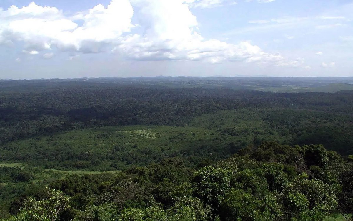onjolo_kenya's tweet photo. Kakamega Forest is Kenya’s sole remaining true tropical rainforest  a precious surviving piece of the ancient Guineo-Congolian rainforest that once covered large parts of Central Africa. Today, it stands as a living museum of natural history, preserving centuries of ecological richness within its lush canopy.

Covering more than 11,000 acres, Kakamega is one of Africa’s premier biodiversity hotspots. It hosts over 360 bird species, more than 400 kinds of butterflies, and seven primate species, including the elusive De Brazza’s monkey, locally known as Kalasinga. Several of these animals and plants are found nowhere else in Kenya, making the forest an irreplaceable site for conservation and scientific study.

For generations, local communities have relied on the forest for traditional herbal medicines, firewood, vines, bark, and other essential resources. This long-standing relationship highlights a deep interdependence yet it is also fragile. Unchecked human activities continue to put the forest under serious threat. Experts caution that without stronger conservation measures, Kakamega could vanish within the next 50 years.

Walking its shaded trails feels like stepping into another world. Towering indigenous trees, some centuries old, stretch skyward like ancient pillars. Dense greenery forms a living canopy overhead, while paths lead to scenic spots such as Buyangu Hill, where sweeping views of the forest stretch to the horizon. Crystal-clear streams wind through the undergrowth, and the air is filled with the calls of rare birds and the quiet pulse of undisturbed wildlife.

Places like Isiukhu Falls further reveal nature’s unhurried yet constant rhythm a gentle cascade that has flowed long before us and, we hope, will continue long after.

Kakamega is far more than a destination.

It is a powerful reminder of our connection to the natural world, the value of patience, and the urgent truth that what we choose not to protect today may simply not be there tomorrow.