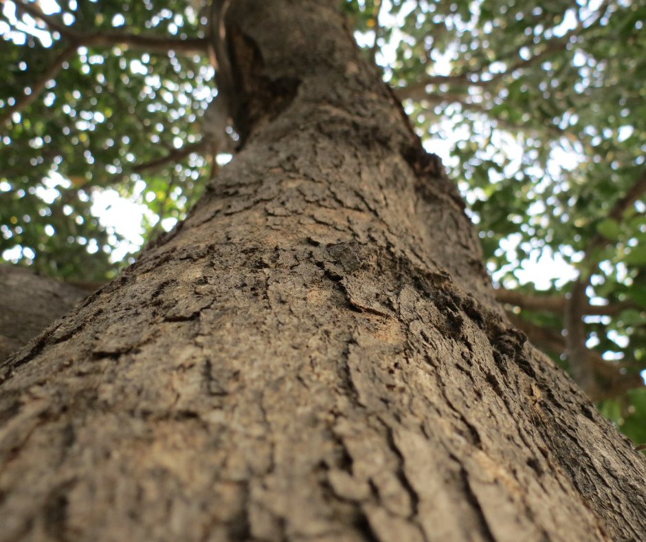 tree_doug's tweet image. Got overgrown or damaged trees? We’ve got you covered, just call our experts for help! 

#DougsTreeService #TreeService #TreeRemoval #TreeTrimming #TreePruning #StumpGrinding #TreePlanting #Planting #Professional #Experts #Tree #Maintenance #Trimming