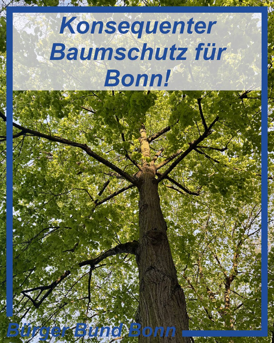 BuergerBundBonn's tweet photo. In Bonn wird über eine Änderung der Baumschutzsatzung diskutiert, obwohl sie Bäume bereits ausreichend schützt. Neue Regeln könnten Fehlanreize schaffen. Der BBB fordert mehr Schutz großer Grünflächen und eine nachhaltige Stadtplanung.

➡️ https://t.co/JoXPwZFXJe

#Bonn https://t.co/BgYRN13HUX
