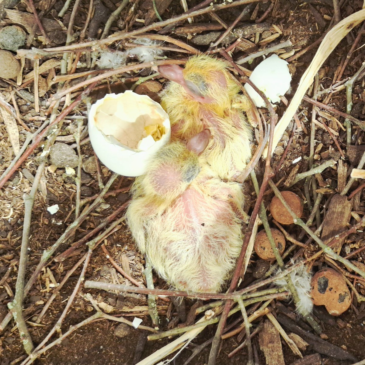 EthectorA's tweet image. Les petits sont nés. La mère et le père se relaient pour leur donner le lait de jabot. Ils ont des horaires plutôt précis ! #birds #dijon