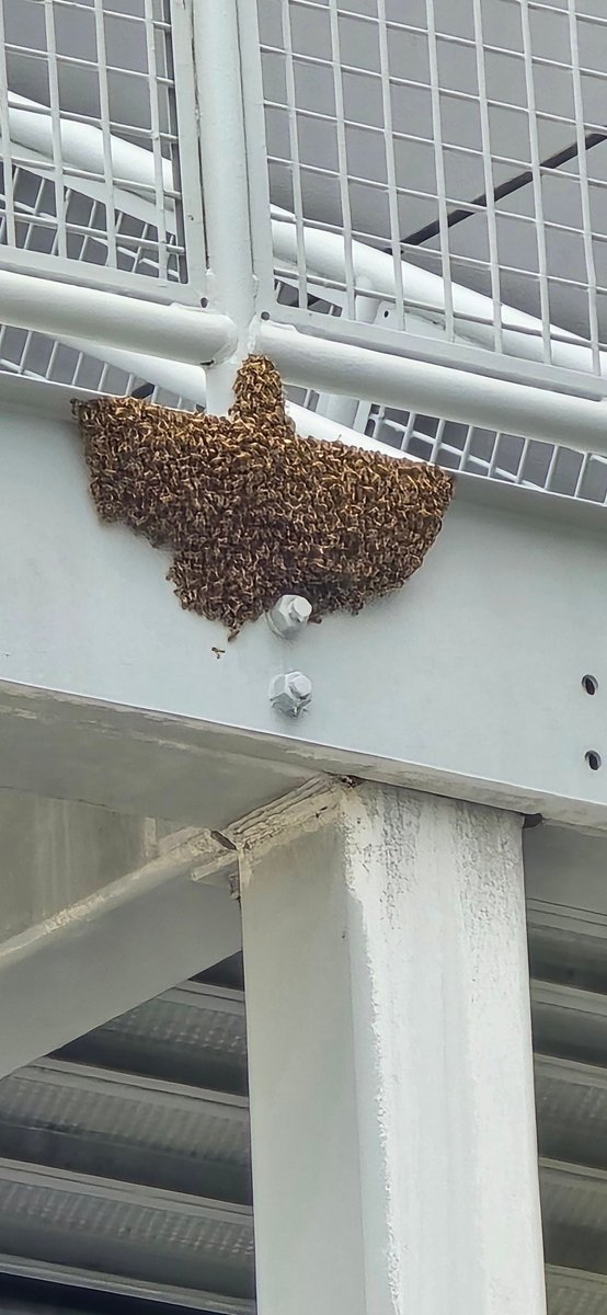 sytema2015's tweet photo. Lets save this bees without a home Terminal C @FLLFlyer  im sure some bee keep will come and get them free.  Bees are necesary @united @SouthwestAir @JetBlue   bees are ramp side terminal C. If you thru the window by gate C1 https://t.co/ORt7LT3NuM