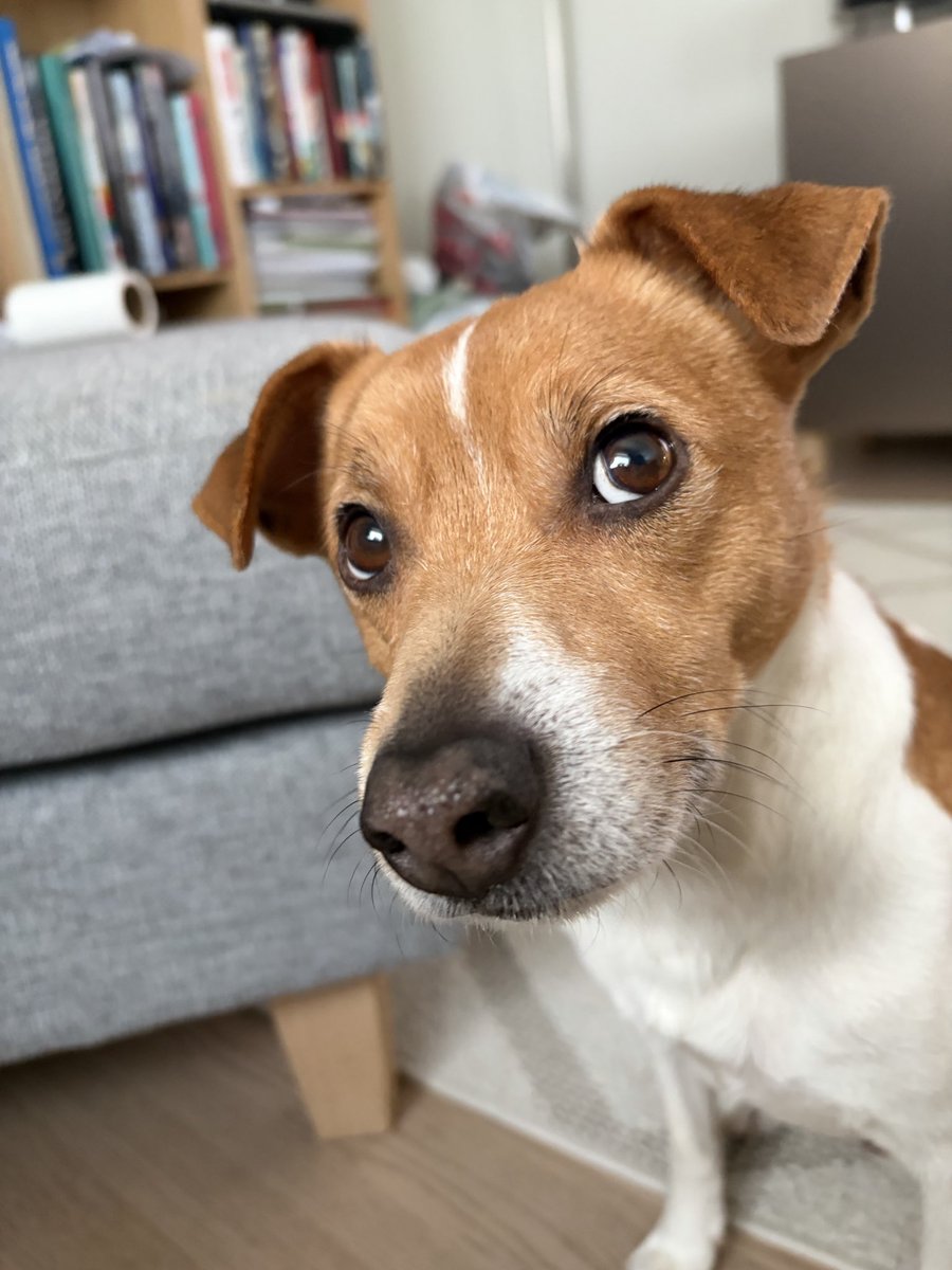 Dobronamjerni 🐾 tweet media