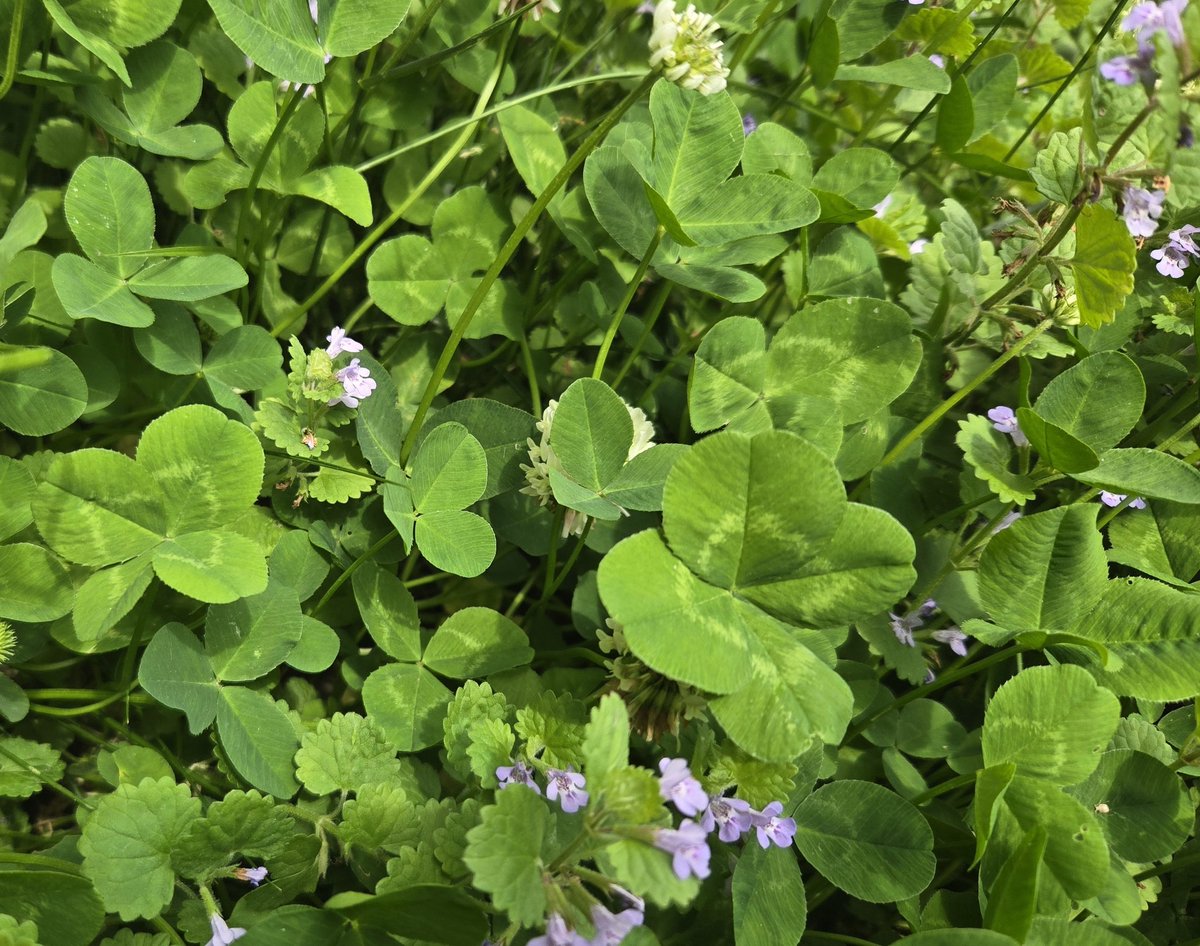 🇨‌🇦‌🇷‌🇿‌🇪‌🇳‌ tweet media