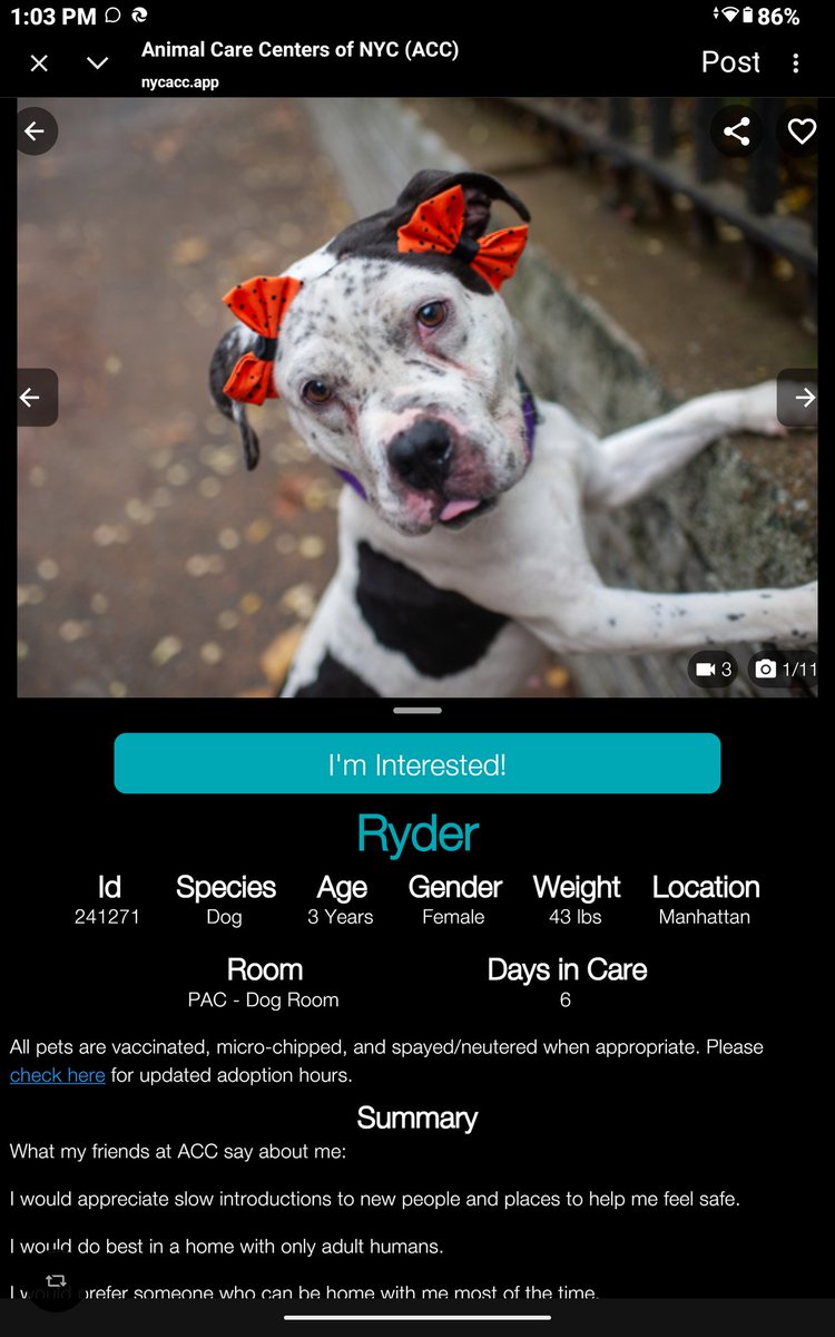 CharBolen's tweet image. RYDER 💝 #241271  3yr old Girl 💝#Nycacc
Isn't she lovely 💝 Gorgeous little freckle face 
young lady is in need of a good home and lots 
of love! Volunteers love her!  Funny, smart and 
very friendly.. playful..loves fetch.. knows cues!
A snuggle buddy!
#Adopt#Foster#Pledge💝🏡