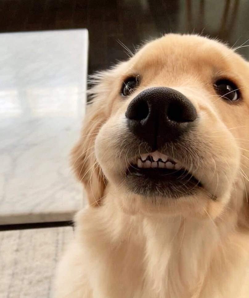 Bichinhos fofinhos pra quem ta cansado tweet media