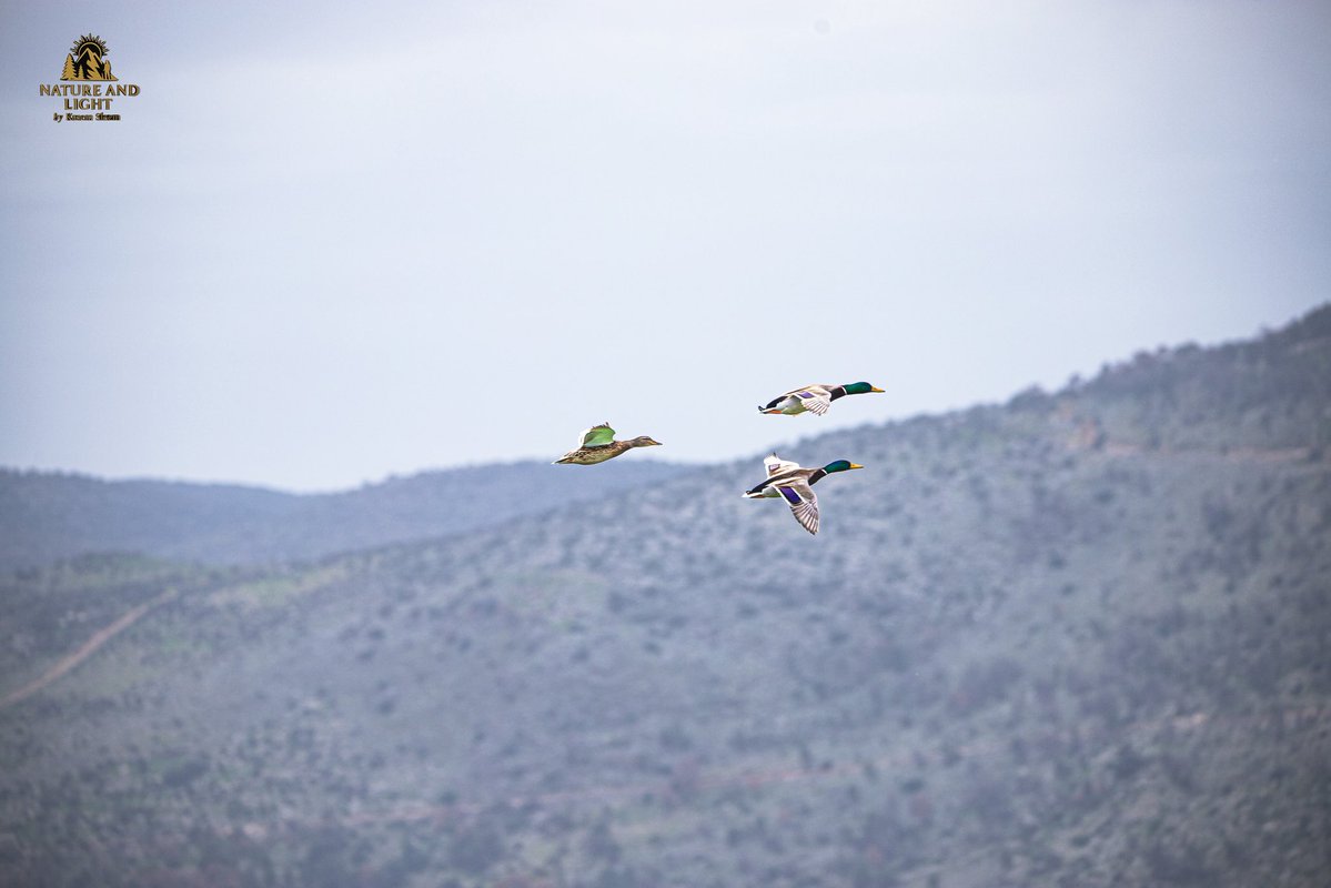 kasem_sleem's tweet image. 🦆🦆🦆📸
#duck #ducks #photography #fly #mountains #nature #like #flying