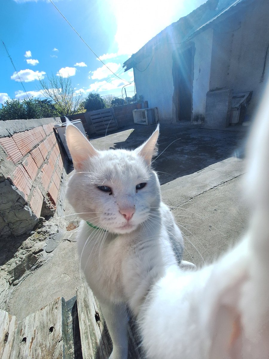 GPedro_h's tweet photo. No es la IA, es el Aura de mi gato 🐱 
(Les saluda a sus michas)
#felizdiapatas #gatos https://t.co/fXCNy2rhQj