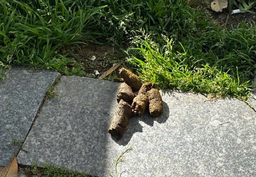 BulutGulcuN's tweet photo. Yollarda, kaldırımlarda, hastanelerde, marketde, eczanede, metroda, apartman girişinde, ATM’de, çocuk parkında dışkı görmek istemiyoruz! İmdaat! 🤢
#sokaktadışkıolmaz https://t.co/kzzqioleq0
