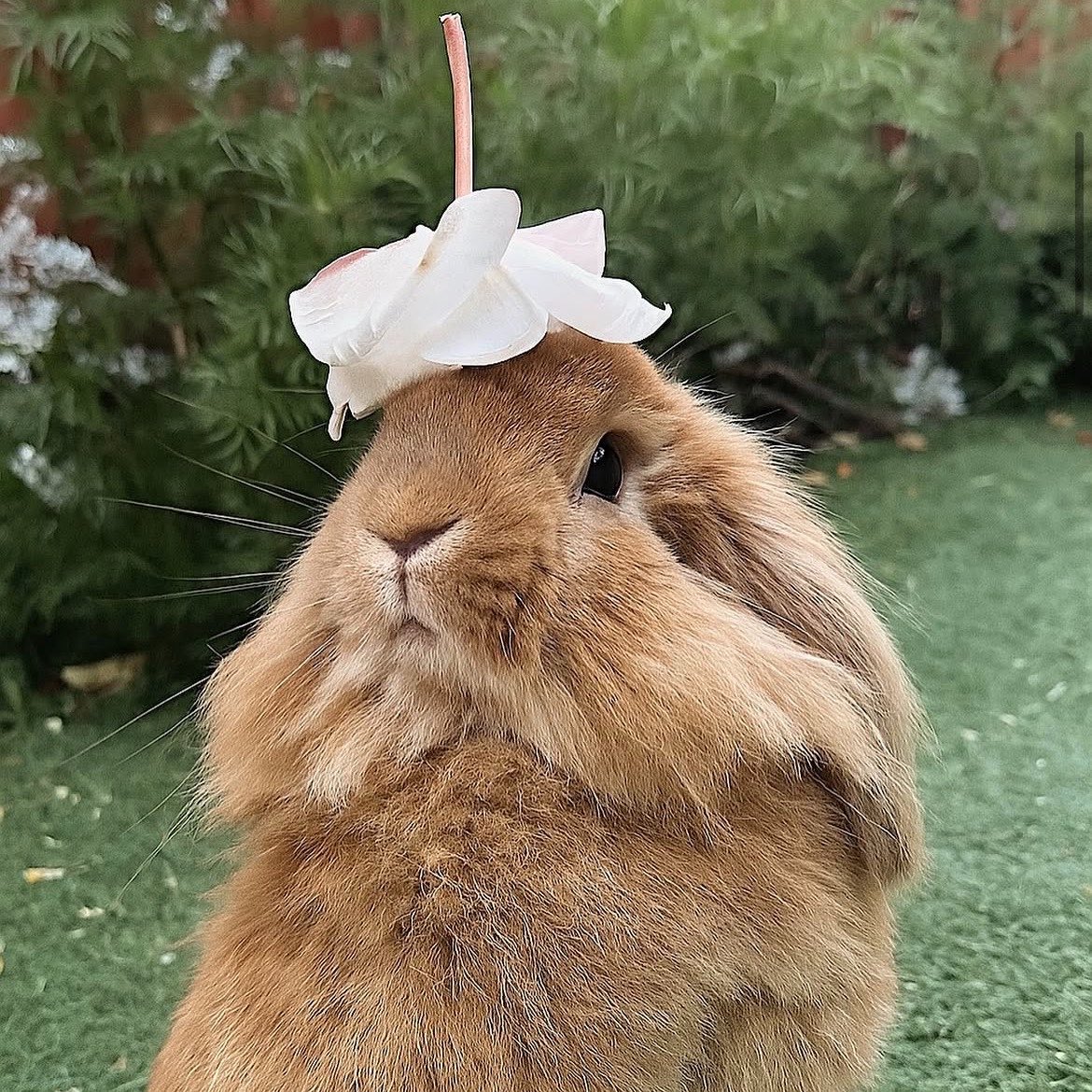 liv is seeing ari ! ꕤ tweet media