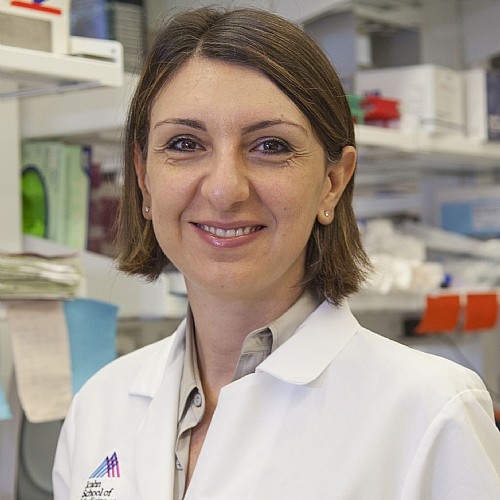 AACI_Cancer's tweet image. Eirini Papapetrou, MD, PhD, of the Mount Sinai @TischCancer Center, has been selected as the 2026 recipient of the McCulloch and Till Award from the @ISEHSociety. Read more in the Awards &amp;amp; Honors section of the April #AACIUpdate: aaci-cancer.org/aaci-update-ap… #Awards #Honors