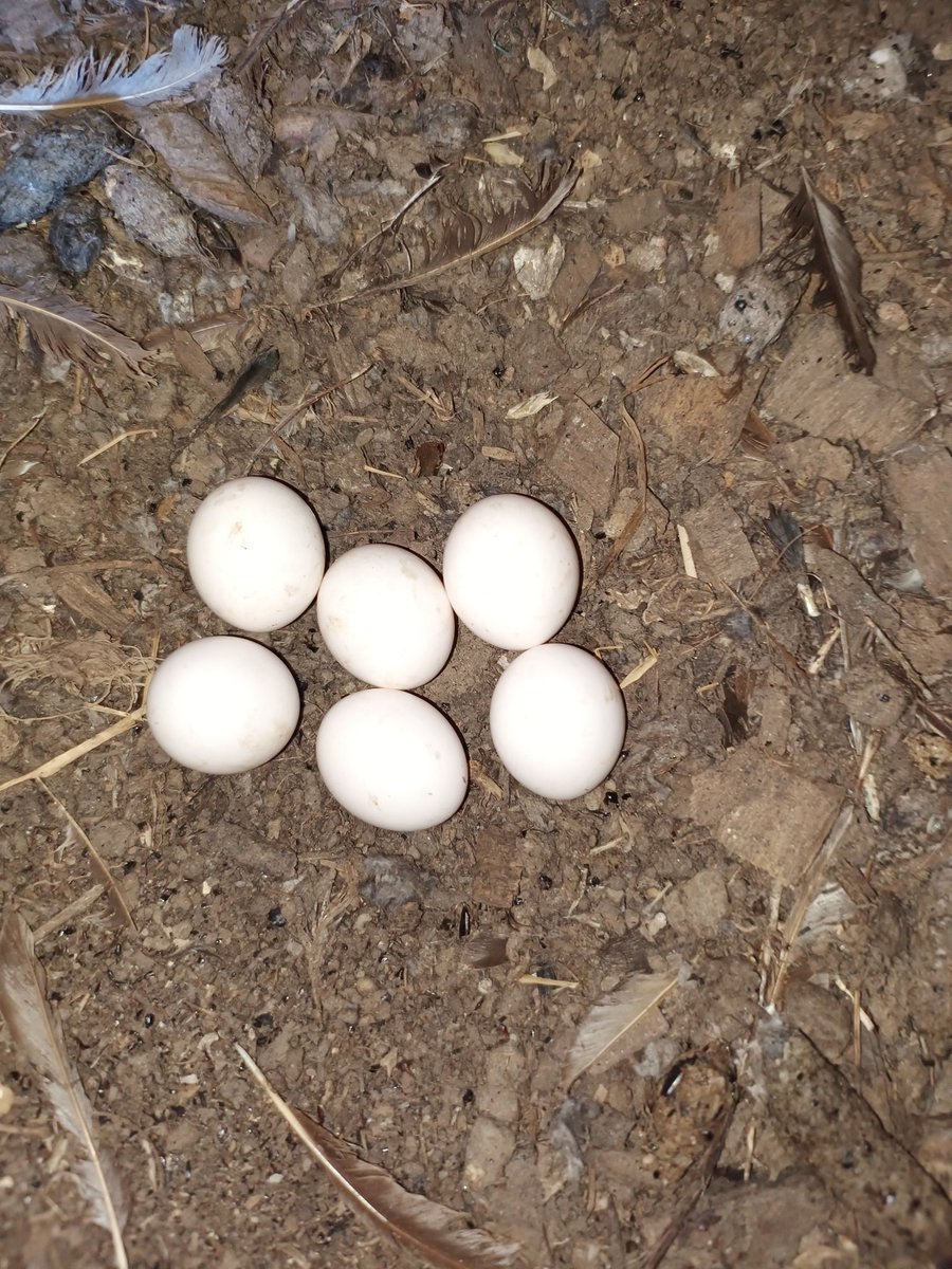 alanball101's tweet photo. Out with Bob Sheppard today checking our local Little Owl boxes.  20 boxes occupied and most with 5 or 6 eggs !
Normal clutch size is 4, but today averaged 4.8, so looks like being a bumper year.  (Needs to be, as Little Owls are declining nationally) https://t.co/7RGEpRem7O