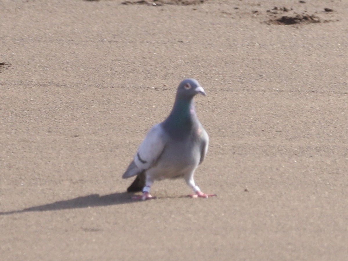 雅鳩(アハト)( ´∀` )🪼🍊⸒⸒🐚 tweet media