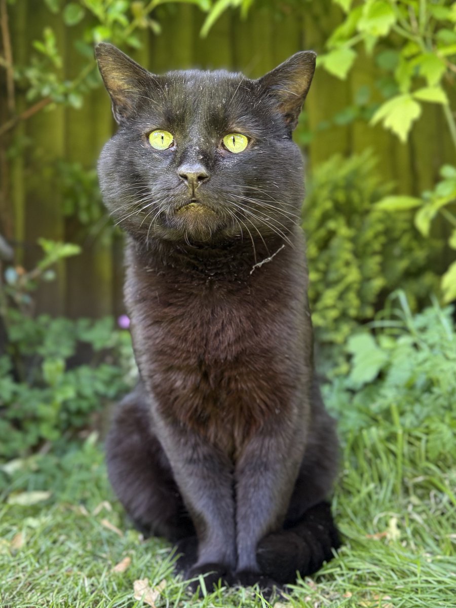 LA Woman 🐈‍⬛ 🐱 😻❤️ 💫 tweet media