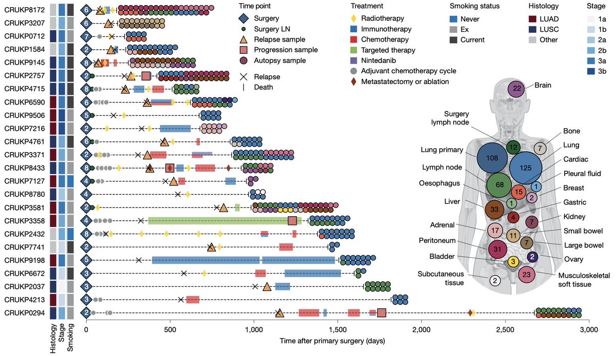 SonyaHessey's tweet photo. Through the integration of the #PEACE autopsy programme, which allows high breadth metastasis sampling, with the #TRACERx lung study, we collected and studied 501 primary and metastatic tumour samples from 24 patients with #NSCLC enrolled in the both studies. 2/9 https://t.co/5Ft11R4fIi