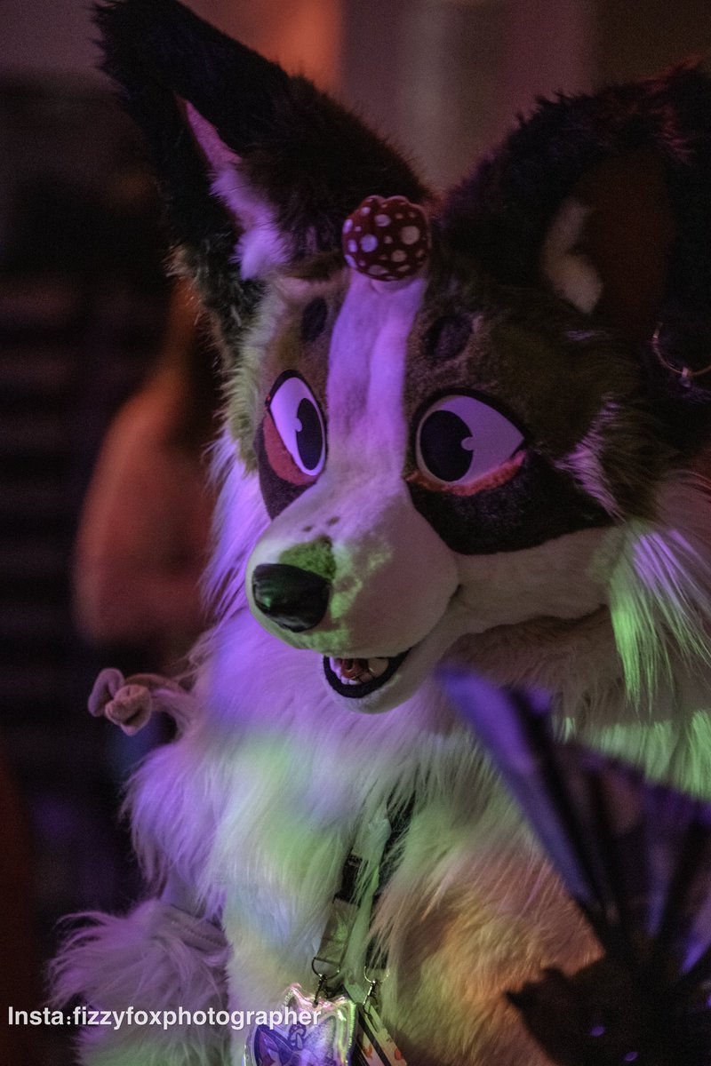 PhotographerFox's tweet photo. @High_Hound https://t.co/OWeqi8gmB4