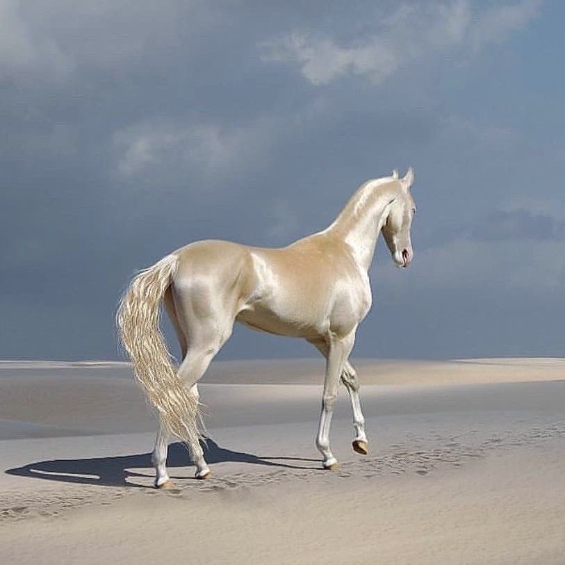 pinkglitterie's tweet photo. White horses https://t.co/SVO9lxQLpZ