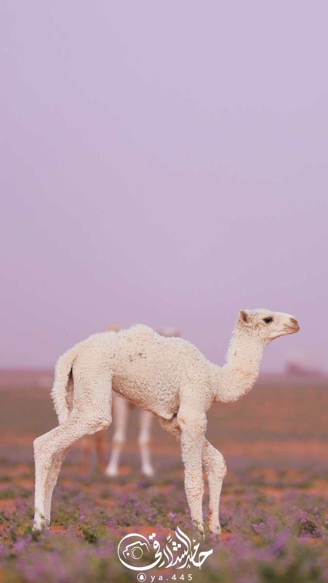 ya4452's tweet photo. 28 April 🐪
-شمال المملكة🌷 https://t.co/Fsleo7TAoK