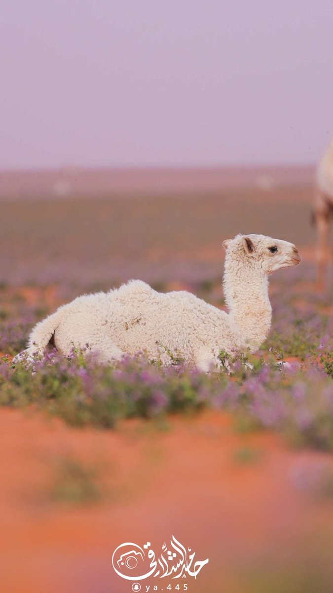 ya4452's tweet photo. 28 April 🐪
-شمال المملكة🌷 https://t.co/Fsleo7TAoK