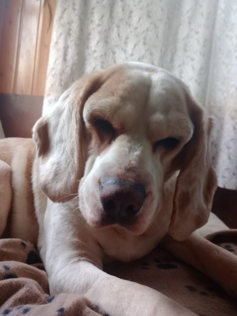 SosAbuelos1's tweet image. #BARCELONA
Esta ternurita de unos 15 kg y 11 años es #CHISPITA, una abuela que ha sido decomisada por la policía porque sus antiguos dueños la tenían en unas condiciones tremendas y con unos bultos sin operar 😓.

Chispita es súper buena, obediente, cariñosa y muy tranquila.