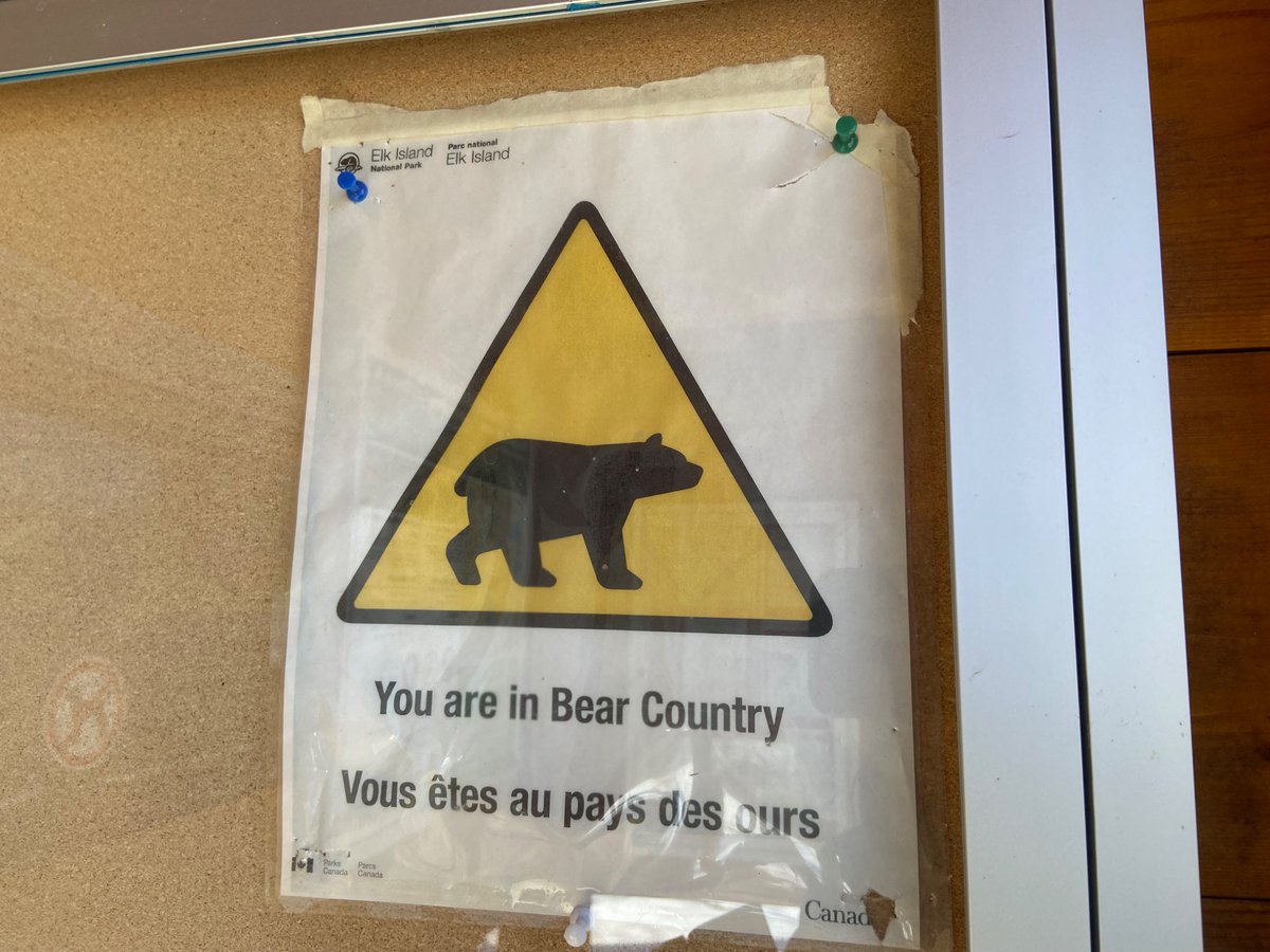 SarahRyanYEG's tweet image. Did you know there’s between 30-50 black bears that call @ElkIslandNP home? There’s been no reported conflicts with visitors and @ParksCanada wants to keep it that way. They’re urging visitors to make noise while hiking, clean up garbage and never leave food unattended. #yeg