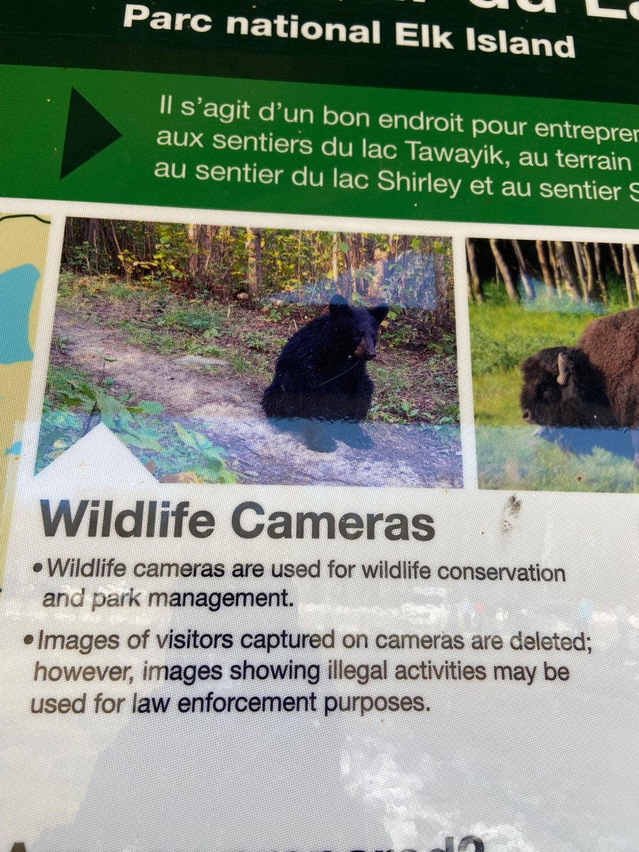 SarahRyanYEG's tweet image. Did you know there’s between 30-50 black bears that call @ElkIslandNP home? There’s been no reported conflicts with visitors and @ParksCanada wants to keep it that way. They’re urging visitors to make noise while hiking, clean up garbage and never leave food unattended. #yeg