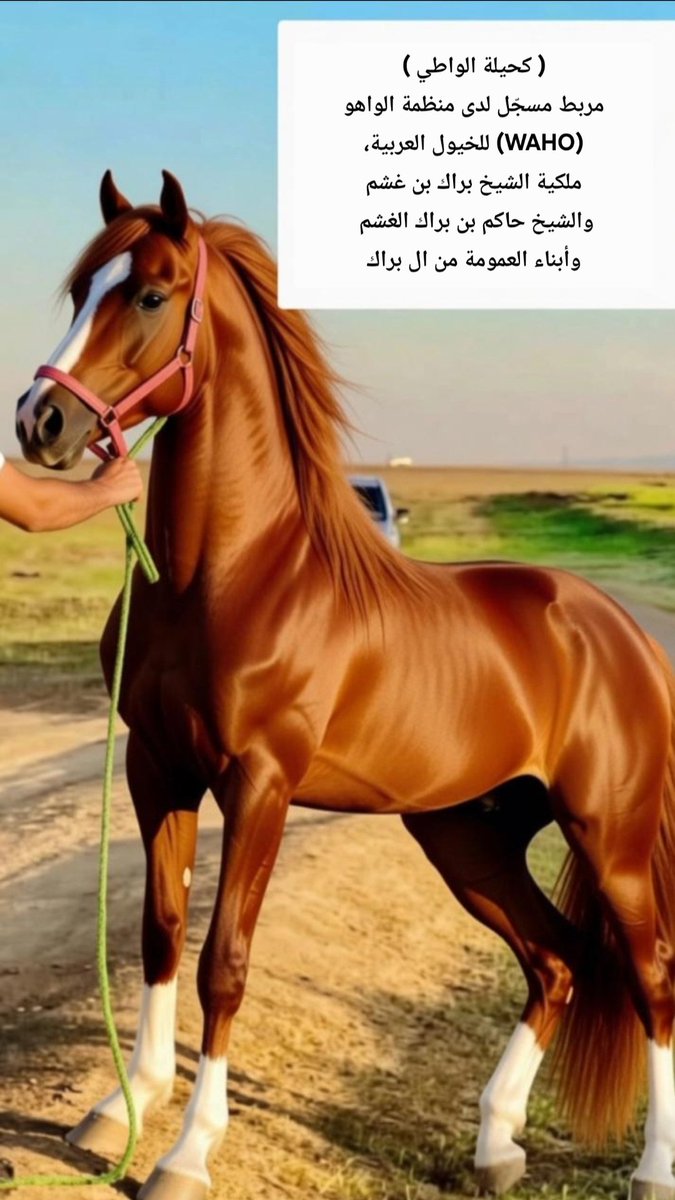 #مربط ( كحيلة الواطي )
للشيخ #براك_ابن_غشم 
والشيخ #حاكم_بن_براك_الغشم 
#الخرصه 
#شمر 
#الخيل_العربية