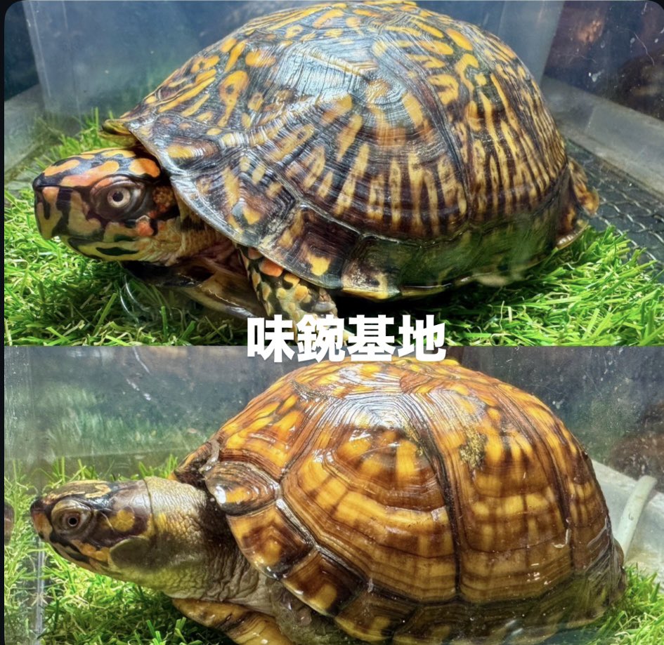 亀仙人 tweet media
