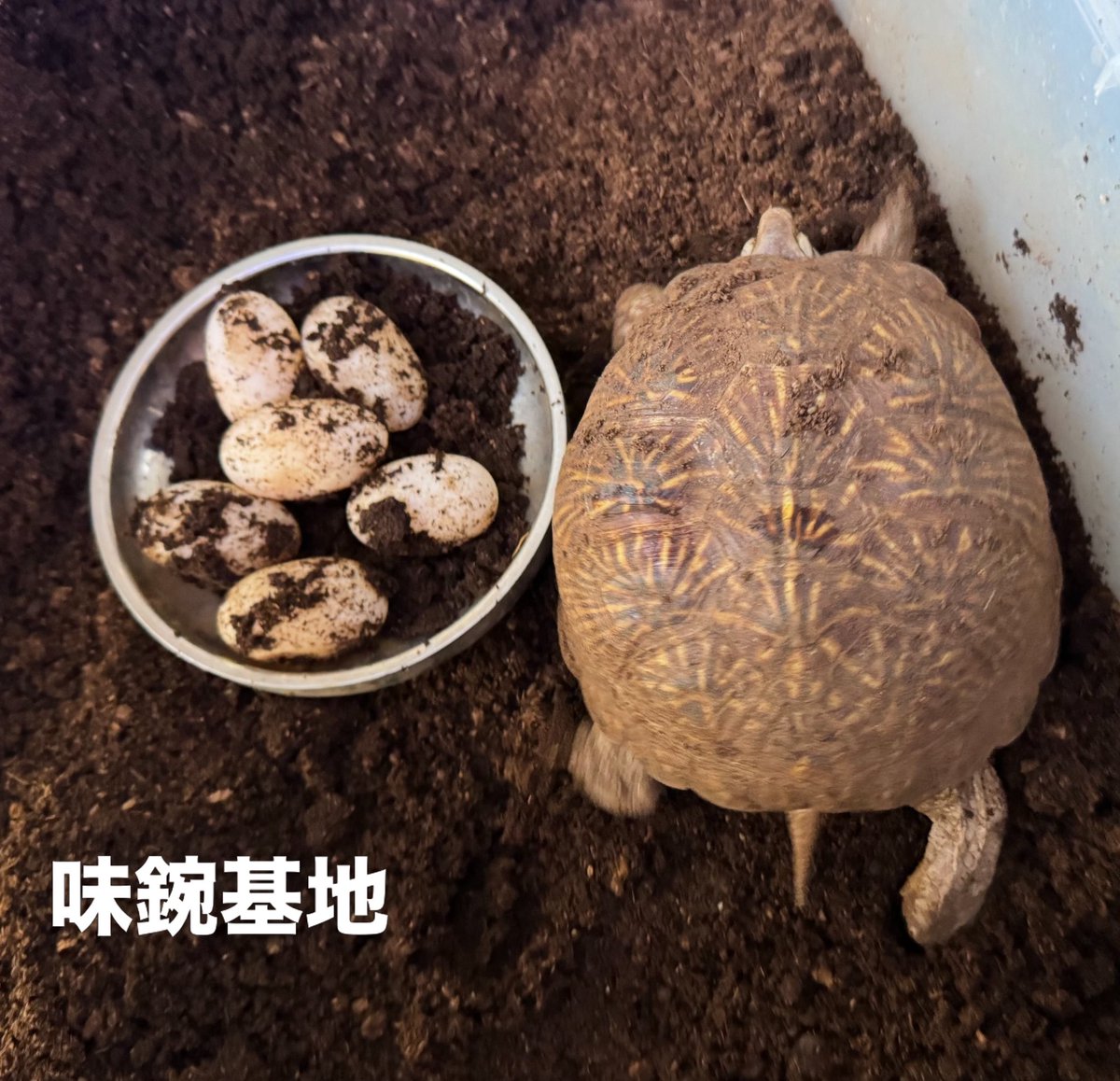 亀仙人 tweet media