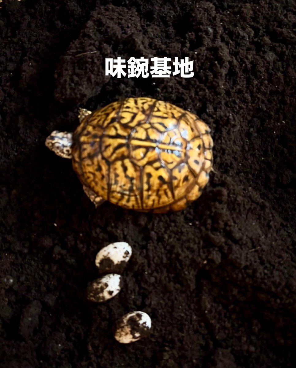 亀仙人 tweet media