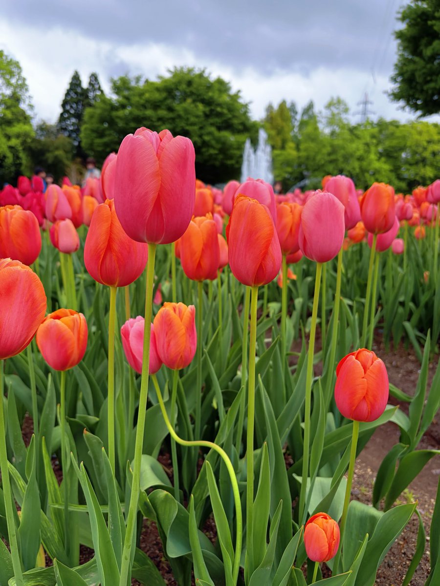 あゆゆ tweet media