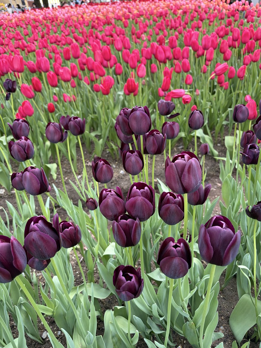 あゆゆ tweet media