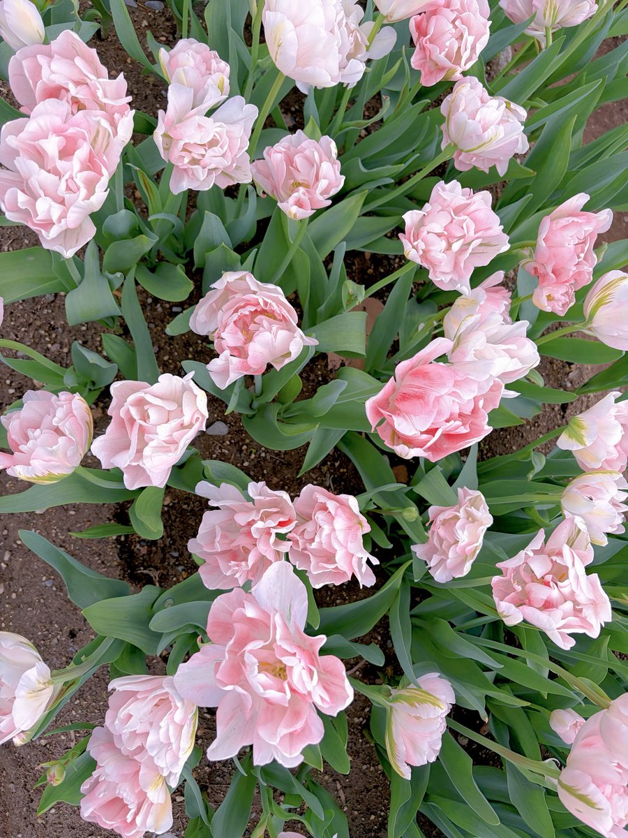 あゆゆ tweet media